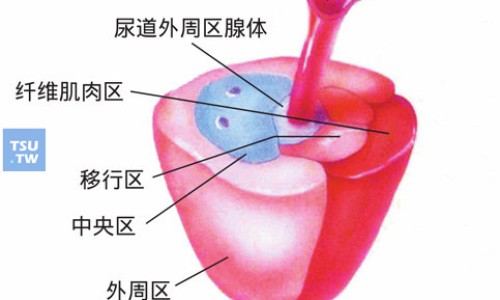 金蝉止痒胶囊作用-金蝉止痒颗粒那有卖的网- 金蝉止痒胶囊一般吃多久知识,分享金蝉止痒膏是激素药吗