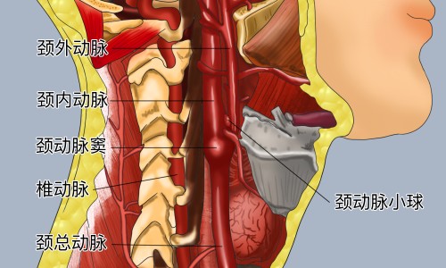 金蝉止痒颗粒那有卖的网- 金蝉止痒胶囊一般吃多久知识,分享金蝉止痒膏是激素药吗
